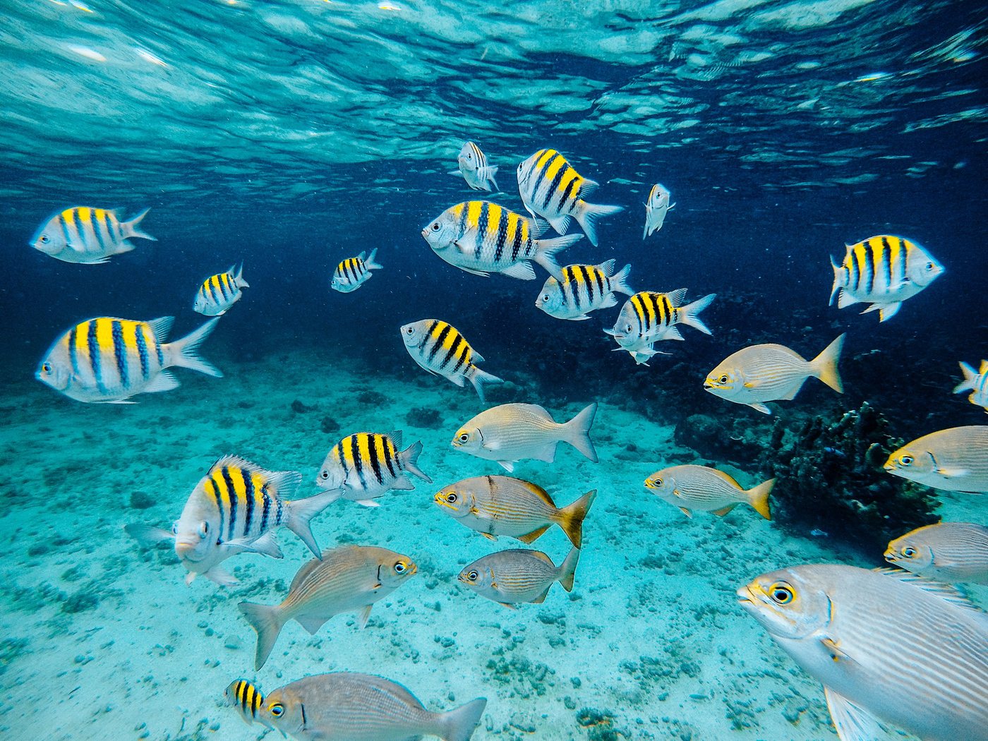 Cayo Arena · peces tropicales en aguas del Caribe